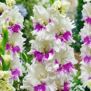 Гладиолус крупноцветковый Kirov (Киров)