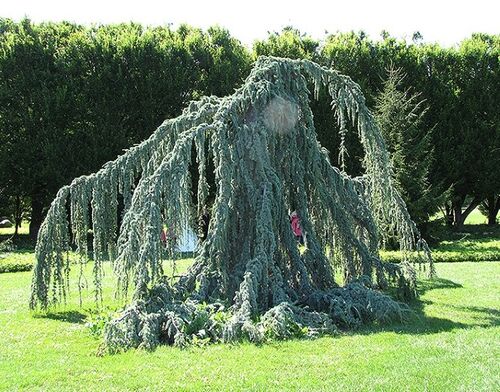 Кедр ливанский Glauca Pendula