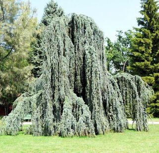 Кедр ливанский Glauca Pendula