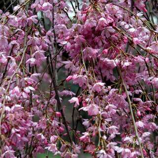 Слива плакучая Pendula Rubra (Пендула Рубра)