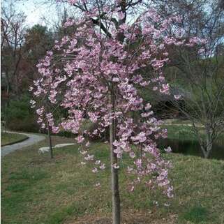 Слива плакучая Pendula Rubra (Пендула Рубра)