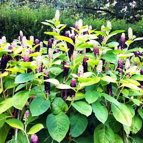 Лаконос (фитолакка)