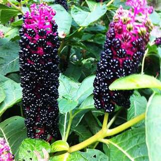 Лаконос (фитолакка)