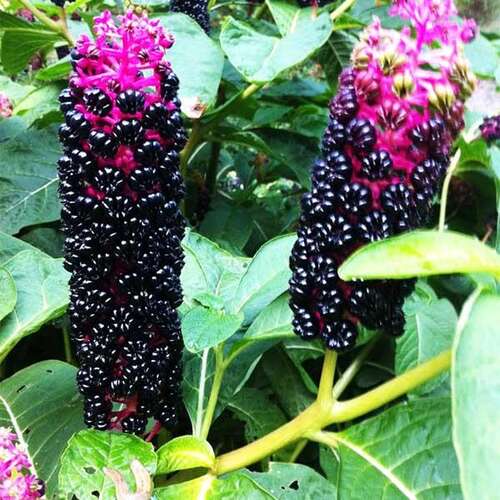 Лаконос (фитолакка)