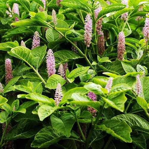 Лаконос (фитолакка)