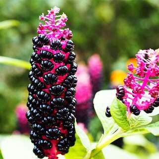 Лаконос (фитолакка)