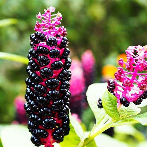 Лаконос (фитолакка)