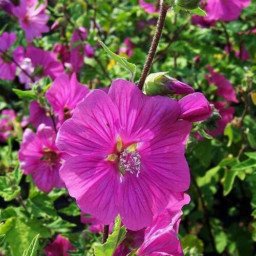 Лаватера Бургунди Вайн