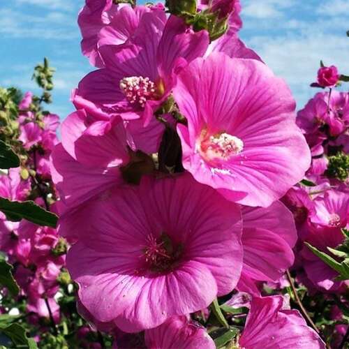 Лаватера Бургунди Вайн