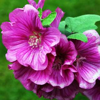 Лаватера Бургунди Вайн