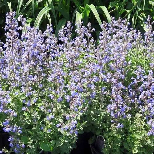 Котовник Фассена Blue Wonder (Блю Вандер)