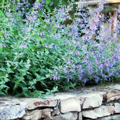 Котовник Фассена Blue Wonder (Блю Вандер)