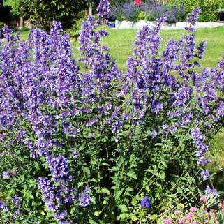 Котовник Фассена Blue Wonder (Блю Вандер)