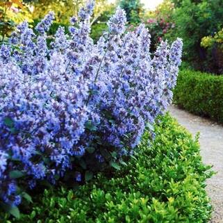 Котовник Фассена Blue Wonder (Блю Вандер)