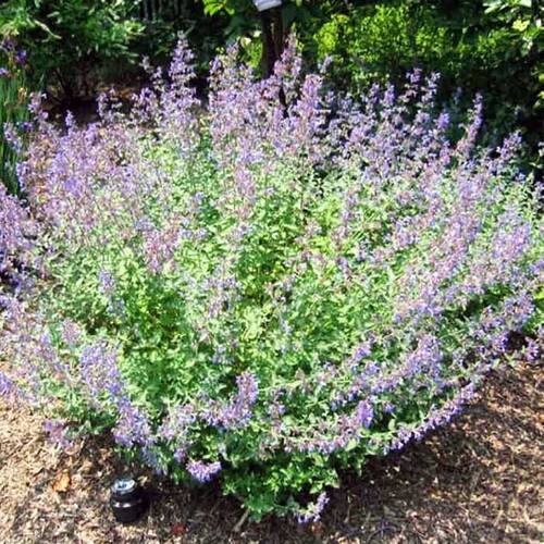 Котовник Фассена Dropmore (Дропмор)