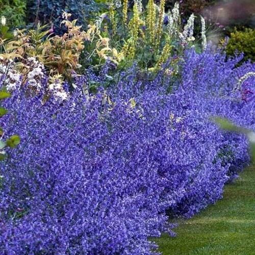 Котовник Фассена Light Blue (Лайт Блю)
