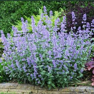 Котовник Фассена Light Blue (Лайт Блю)