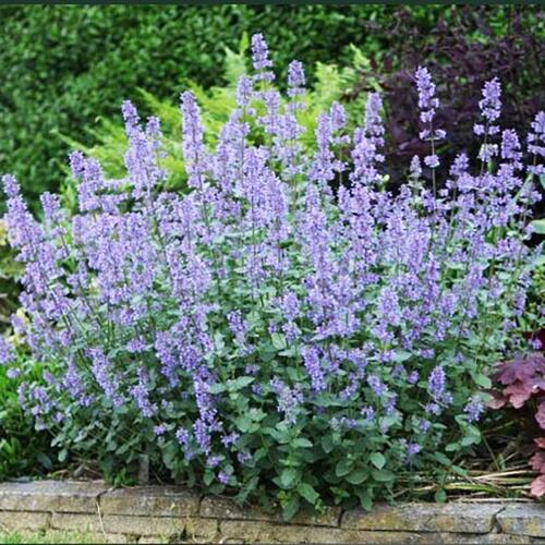 Котовник Фассена Light Blue (Лайт Блю)
