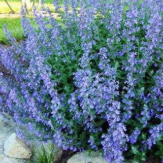 Котовник Фассена Light Blue (Лайт Блю)