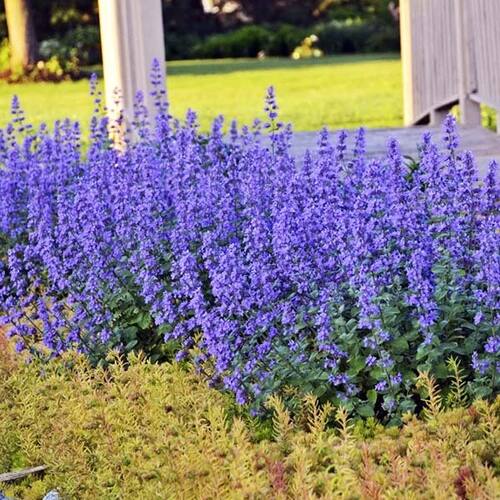 Котовник Фассена Light Blue (Лайт Блю)