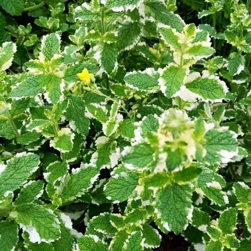 Мята ананасная Pinedo (Пинедо)