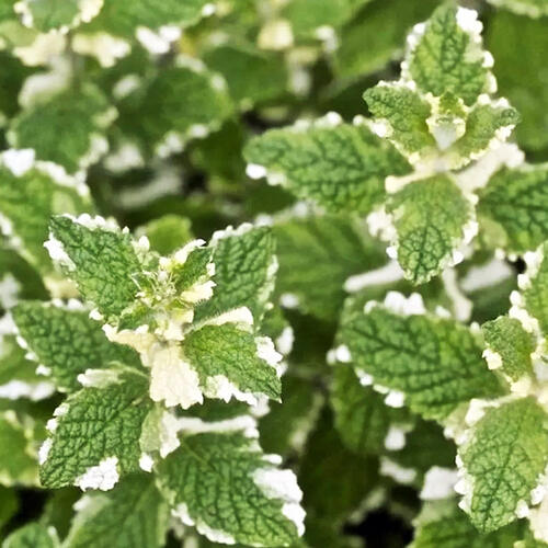 Мята ананасная Pinedo (Пинедо)