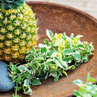 Мята ананасная Pinedo (Пинедо)