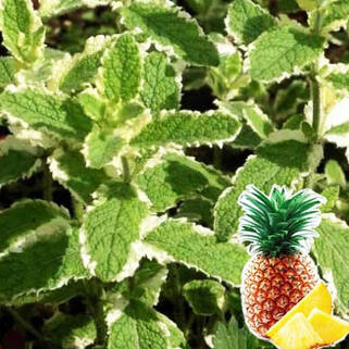 Мята ананасная Pinedo (Пинедо)