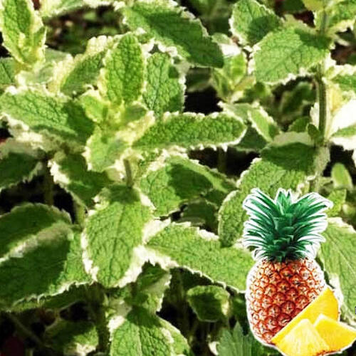Мята ананасная Pinedo (Пинедо)