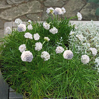 Армерия приморская Morning Star White