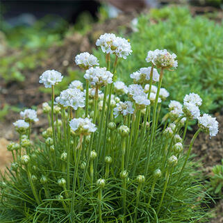 Армерия приморская Morning Star White