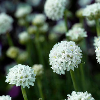 Армерия приморская Morning Star White