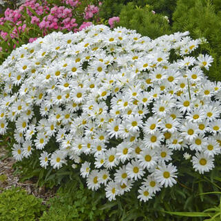 Ромашка низкорослая с декоративной листвой