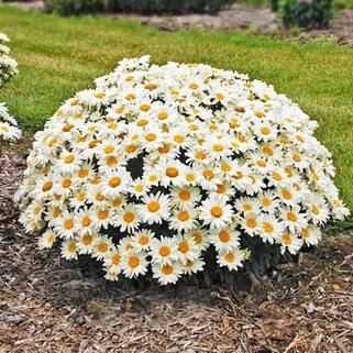 Ромашка низкорослая с декоративной листвой