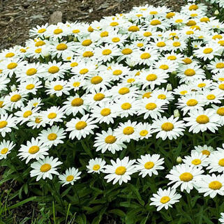 Ромашка низкорослая с декоративной листвой