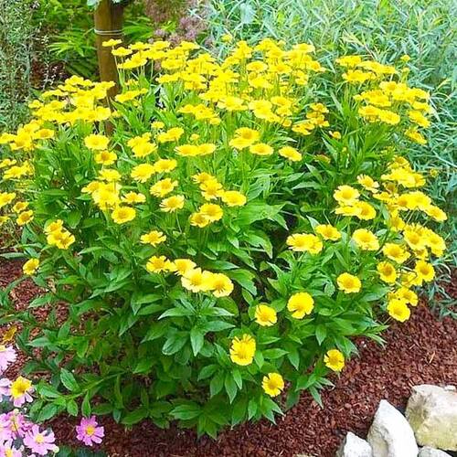 Гелениум гибридный Sombrero (Сомбреро)