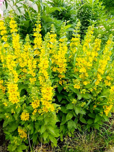 Вербейник обыкновенный