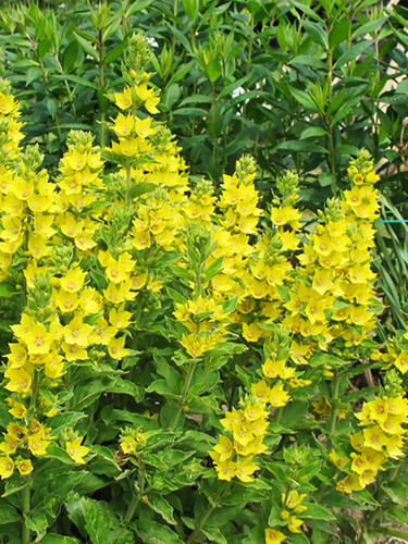 Вербейник обыкновенный