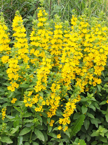 Вербейник обыкновенный