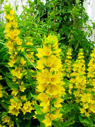 Вербейник обыкновенный