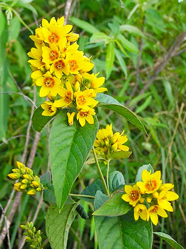 Вербейник обыкновенный