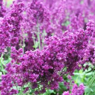 Шалфей дубравный Plumosa (Плюмоза)