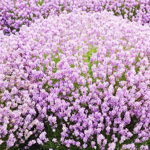 Лаванда узколистная Rosea (Розеа)