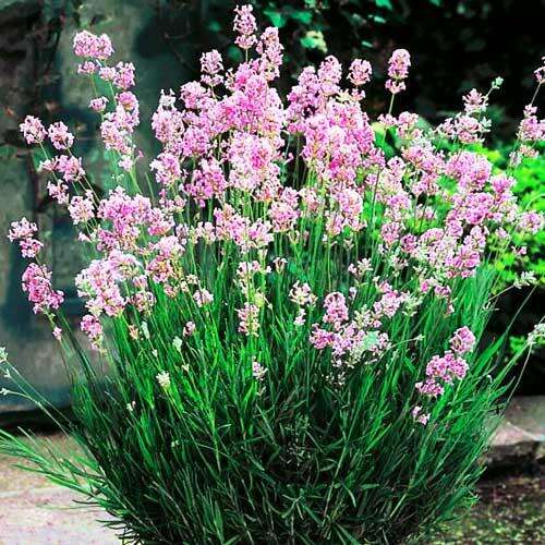 Лаванда узколистная Rosea (Розеа)