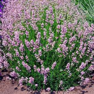 Лаванда узколистная Rosea (Розеа)