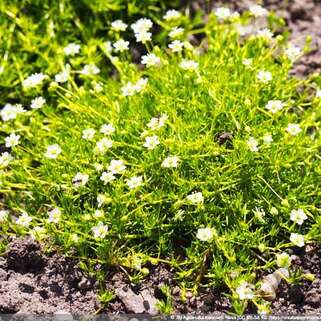 Мшанка шиловидная Lime Moss (Лайм Мосс)