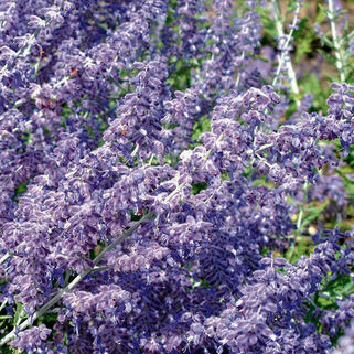 Перовския лебедолистная Lacey Blue (Лейси Блю)