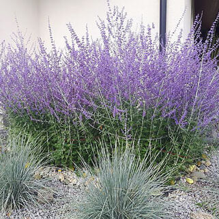 Перовския лебедолистная Lacey Blue (Лейси Блю)