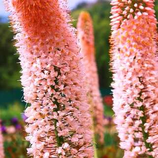 Эремурус гибридный Roford (Рофорд)