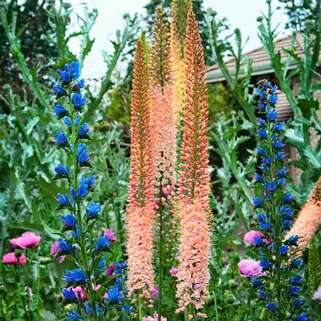 Эремурус гибридный Roford (Рофорд)